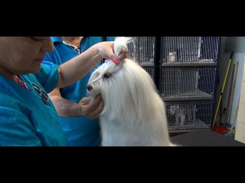 Video: Cómo dar a un perro de pelo largo un baño perfecto