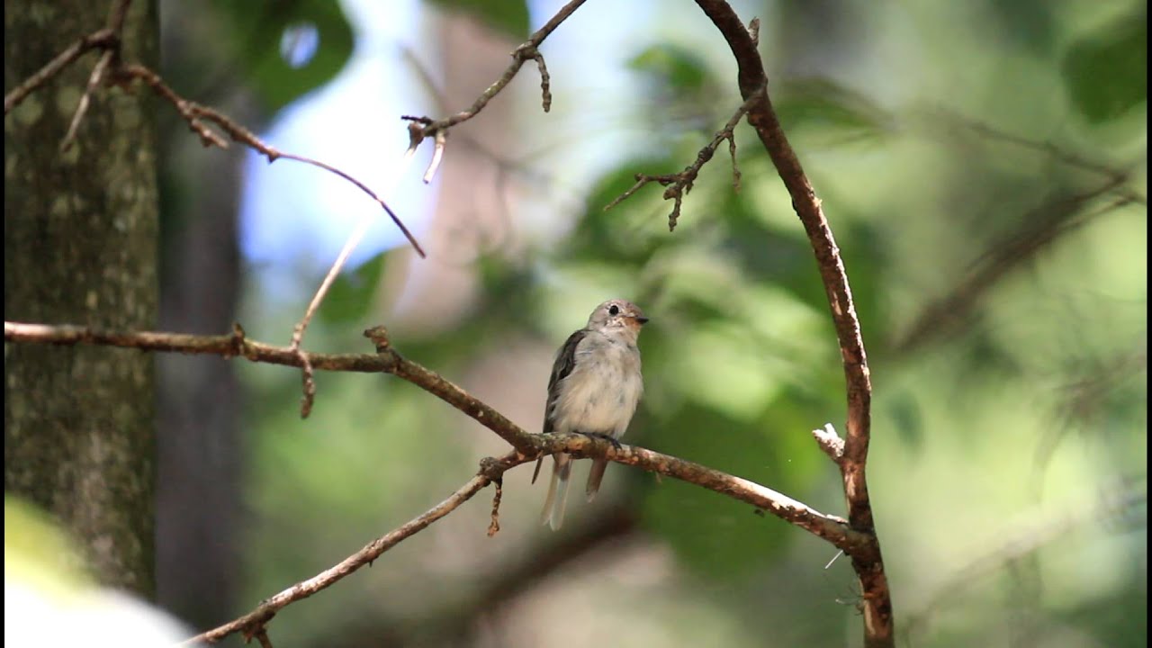 ♪鳥くんの野鳥動画（長野県）ふわふわコサメビタキＪ - YouTube