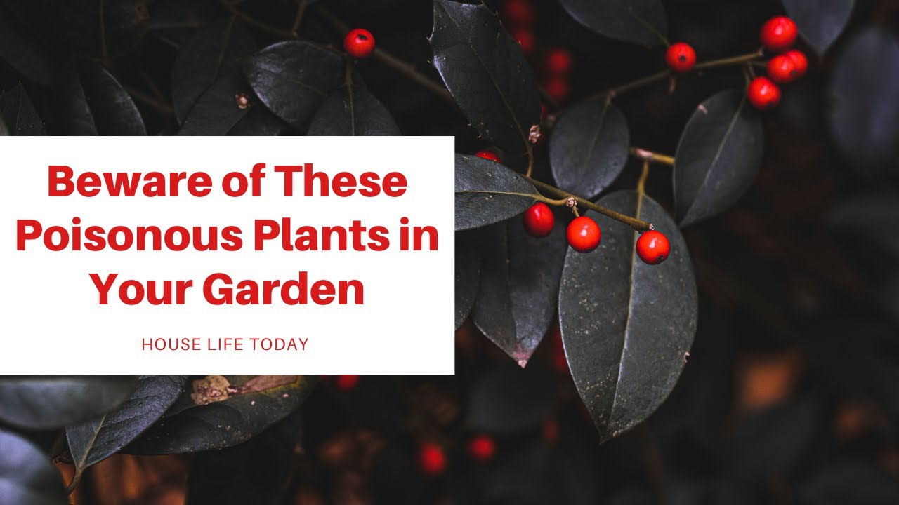 Beware of These Poisonous Plants in Your Garden