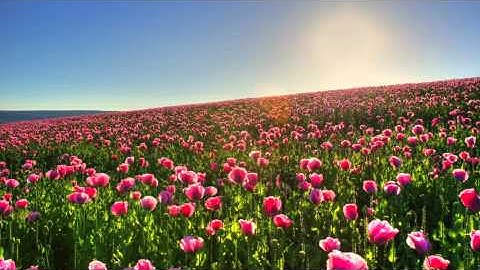 سورة الحاقة عبدالرحمن السديس - Surah Al Haqqah Abdulrahman Al-Sudais