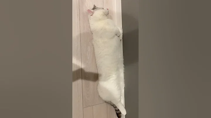 Video 2830711: cat breed munchkin, male munchkin, cute cat