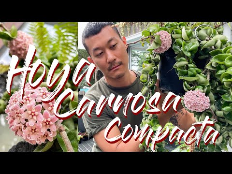 Hoya Carnosa Compacta 'hindu rope' care and propagation