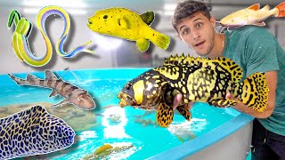 The MOST EXOTIC FISH Ive Ever BOUGHT!!