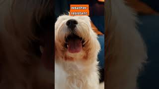 Westie Wonders: Unleashing the Charm of West Highland White Terriers in 60 Seconds!