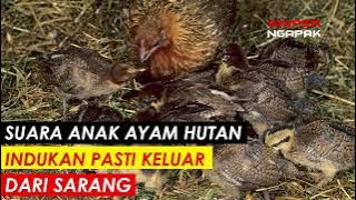 HITUNGAN MENIT PASTI DATANG - SUARA ASLI ANAK AYAM HUTAN