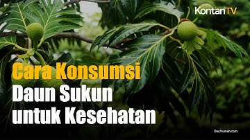 Daun Sukun Bisa Turunkan Asam Urat dan Kolesterol, Begini Cara Konsumsinya