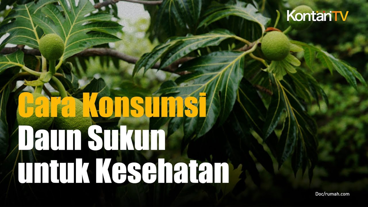 daun-sukun-bisa-turunkan-asam-urat-dan-kolesterol-begini-cara