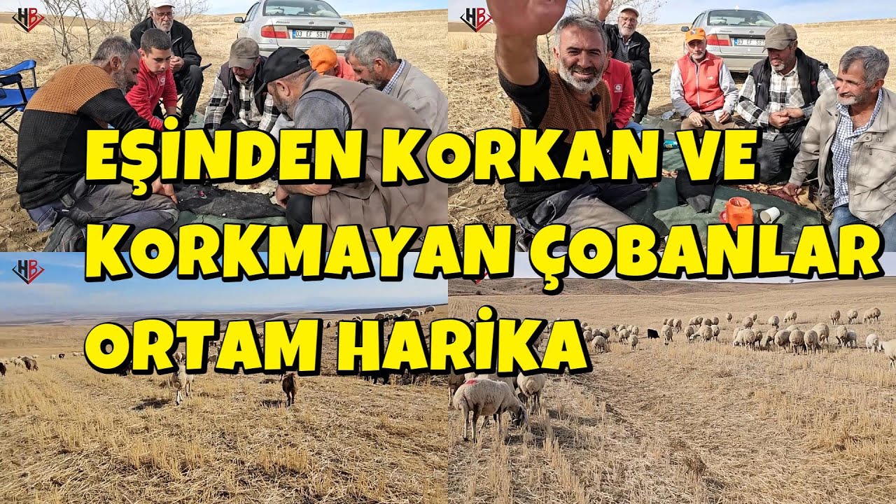 EŞİNDEN KORKAN VE KORKMAYAN ÇOBANLAR ORTAM HARİKA