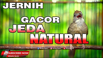 KAPAS TEMBAK GACOR JERNIH PANJANG JEDA NATURAL COCOK UNTUK MASTERAN MURAI BATU CUCAK IJO BURUNG LAIN