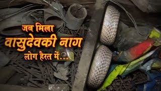 20 साल पुराना सांप, असली नाग देवता Catching in a very dangerous situation with Albino cobra snake