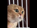 Cute kitten cat cutecat meaww funny youtubeshorts trending viral catlovers