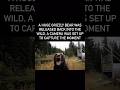 A HUGE GRIZZLY BEAR WAS RELEASED BACK INTO THE WILD A CAMERA WAS SET UP TO CAPTURE THE MOMENT mp3