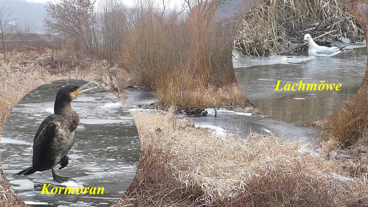 Unsere Tiere im Winter - am und auf dem Eis beobachtet (25.01.2026)