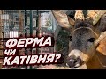 UAnimals подали заяву на контактну ферму під Житомиром: справді катівня чи ж порятунок для тварин?