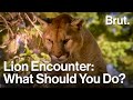 What To Do If You Encounter A Mountain Lion What To Do If You Encounter A Mountain Lion