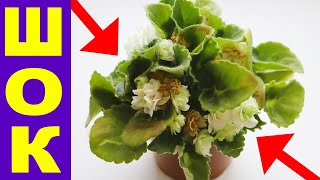 видео: Никогда НЕ ПОКУПАЙТЕ ФИАЛКИ С МАГАЗИНА! Почему? Вы ТОЛЬКО ПОСМОТРИТЕ НА ЭТОТ УЖАС картинка: Никогда НЕ ПОКУПАЙТЕ ФИАЛКИ С МАГАЗИНА! Почему? Вы ТОЛЬКО ПОСМОТРИТЕ НА ЭТОТ УЖАС