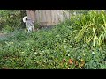 Ollie in the backyard -august 2022