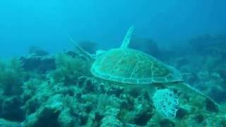 Swimming with a Sea Turtle in the Florida Keys