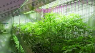 KindGenetics Clones at KindPeoples