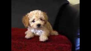 Morya - Toy poodle - Teaching barking