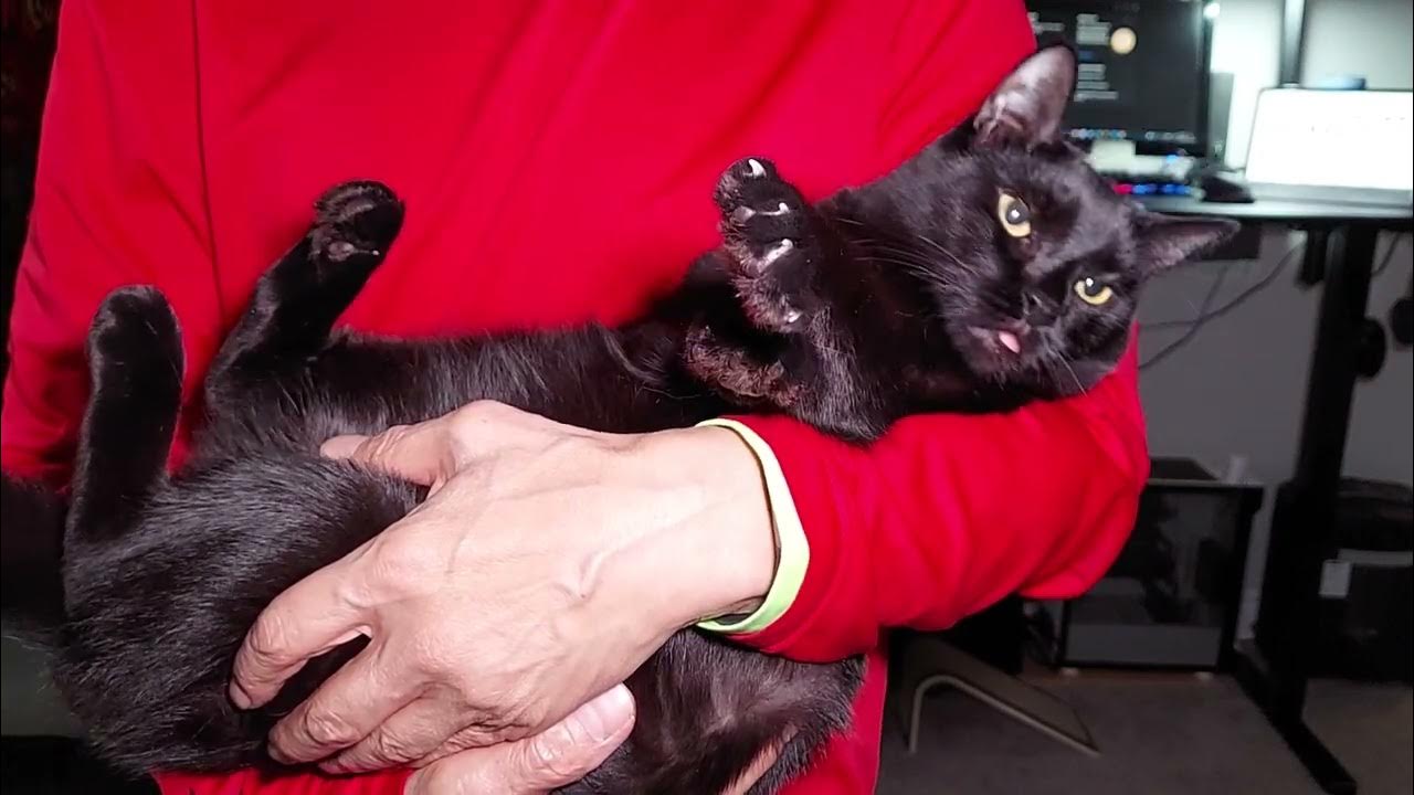 Carrying my cat like a baby! YouTube