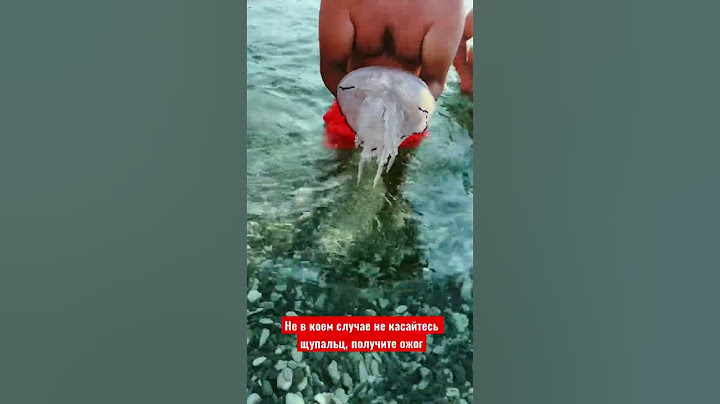 Самая опасная медуза Черного моря