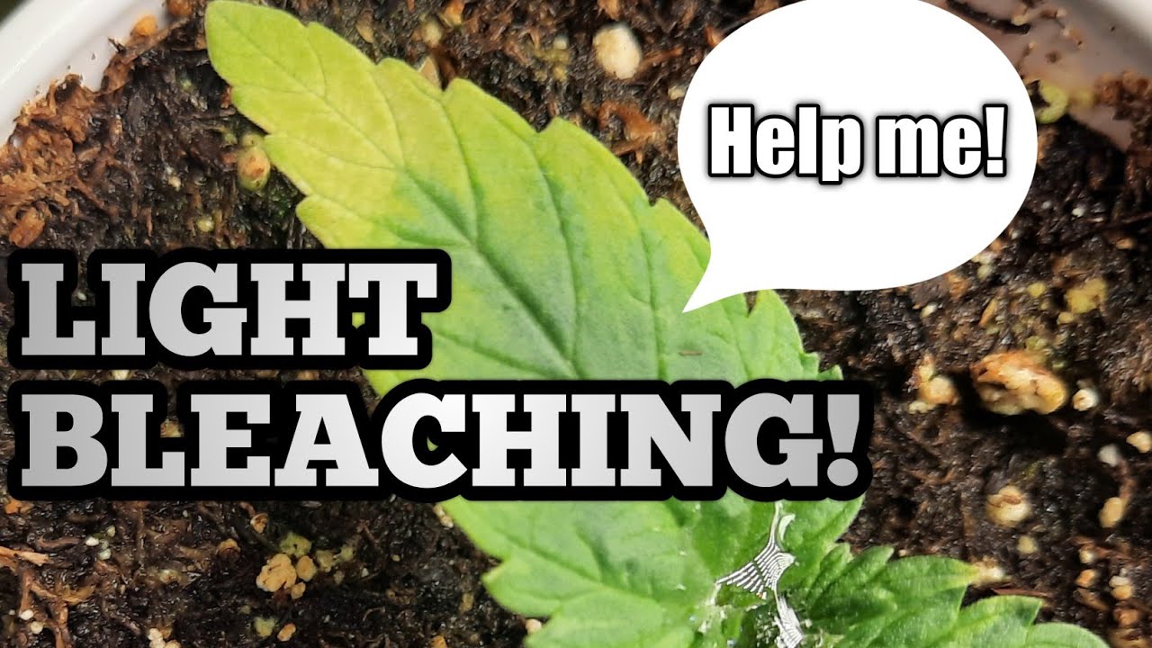 Light Bleaching Remidy: Save Your Plants