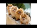 Cute &amp; Funny Pomeranians Video Compilation 4K