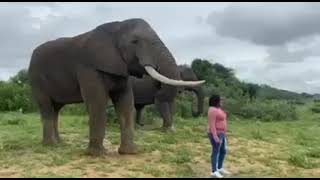 Elephant demands respect from tourist by Tendekai 1,017 views 2 years ago 20 seconds