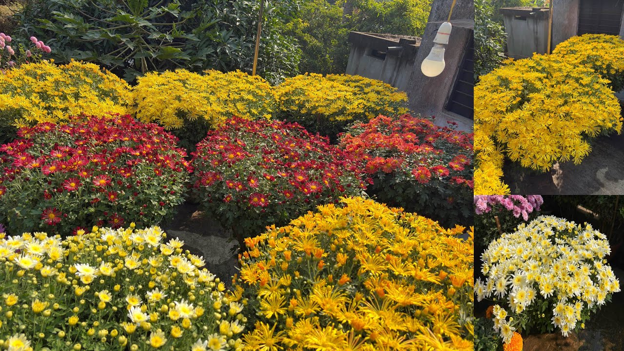 আমার বাড়ির চন্দ্রমল্লিকা গাছে ফুল কেমন ফুটেছে ?🤔