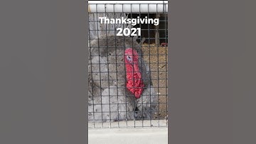 Thumbnail of When is Thanksgiving 2021? - Gobbling Turkeys - Thanksgiving Day - Thanksgiving music status
