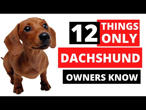 Video: 10 Hal Yang Hanya Dipahami Pemilik Dachshund