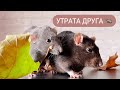 Что делать, если один крыс умер, а второй остался один 🐀