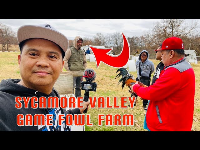 Quality breeding materials and beautiful farm set up @ Sycamore Valley Farm of Luke Bresee/Part 2 class=
