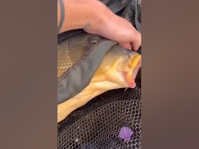 Crazy Funny Videos Guaranteed to Make You Smile"