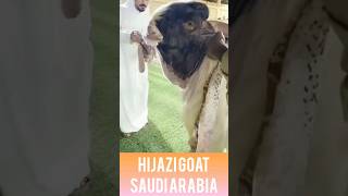 Exotic Arabian Goat