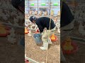 体重で未来が決まる🐣ひよこの体測