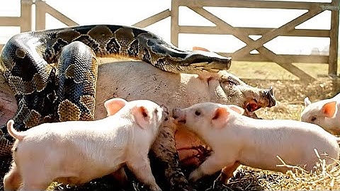 Brave Piglets and Farmer Battle Giant Python to Save Innocent Mother Pig