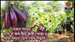 সুসংহত উপায়ে বেগুনচাষে রোগ পোকা  নিয়ন্ত্রণ