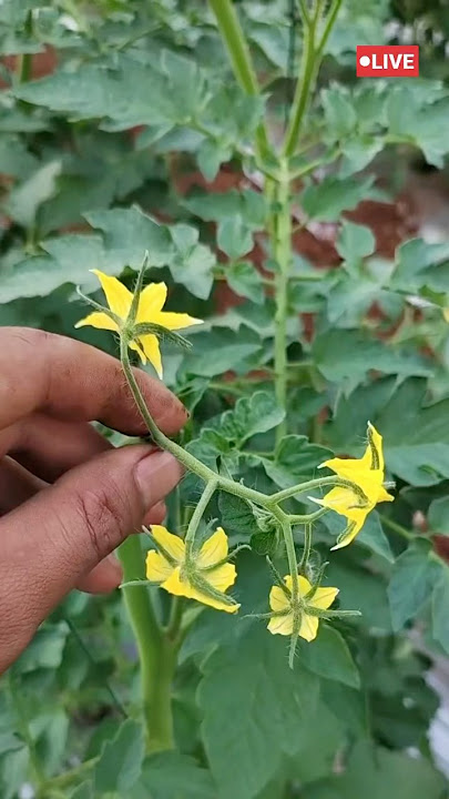 Do this in Your Tomato 🍅 #gardenning #viralvideo #tomato #fypviral #Viral #agriculture
