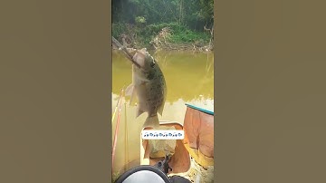 Câu cá tự nhiên có gì #cauca #fishing #caucathugian #câucá