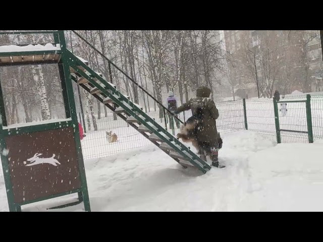 ДРЕССИРОВКА СОБАК-ПРЕОДОЛЕНИЕ ПРЕПЯТСТВИЙ