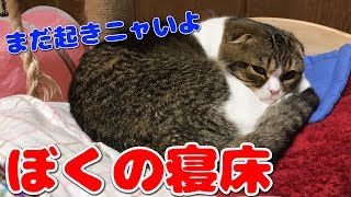 自分のベッドで二度寝する猫【スコティッシュフォールド】【Scottish Fold】