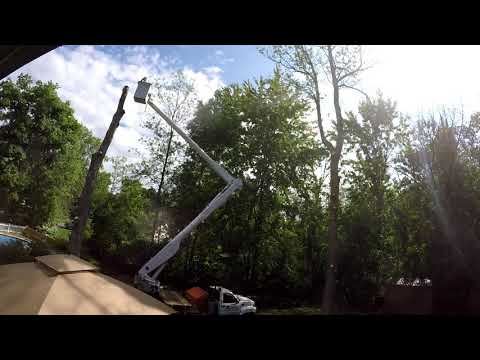 Time lapse tree removal - YouTube