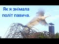 Як я знімала політ павича.#nature ,#ukraine ,#природа ,#peacock ,#весна,#спостереження,#павичлетить
