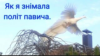 Як я знімала політ павича.#nature ,#ukraine ,#природа ,#peacock ,#весна,#спостереження,#павичлетить