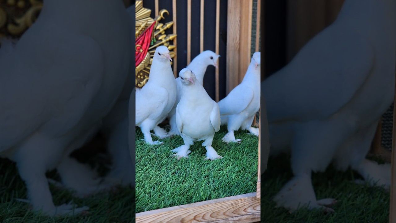 🔴 BU MEZAT KAÇMAZ ÜST DÜZEY BOMBA KUŞLAR KAÇIRAN ÜZÜLÜR ‼️ 🏆MEHMET KARA🔴 CANLI MEZAT #oyunkuşu