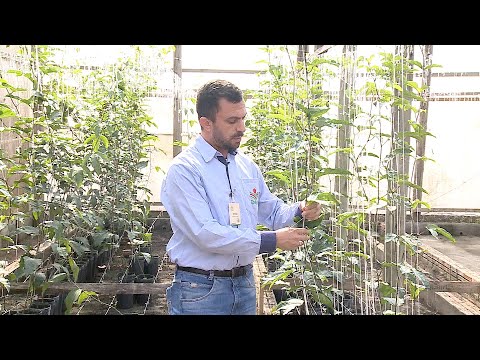 Vídeo: Cultivo De Mudas Para Uma Nova Colheita