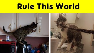 Photos That Prove Cats Rule This World