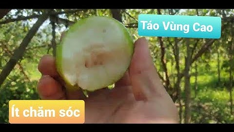 Cánh Đồng Táo Ít Chăm Sóc Tại Vùng Cao Lục Ngạn